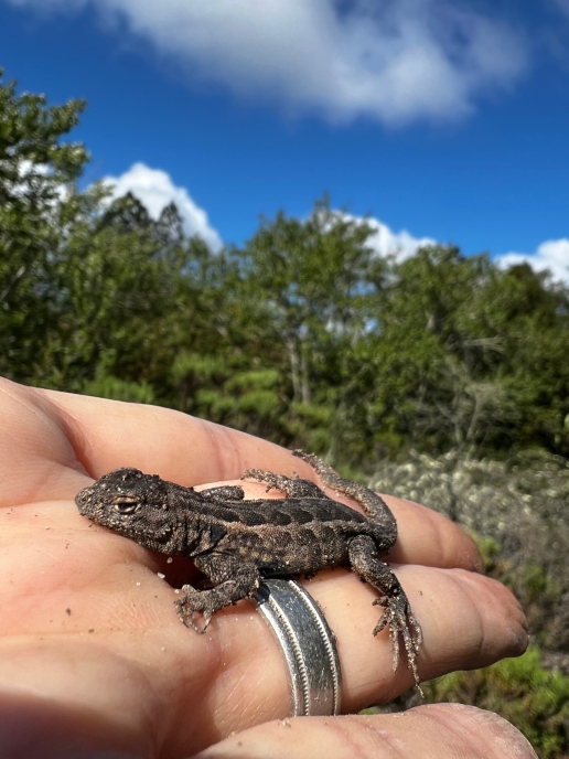 Side-blotched Lizard